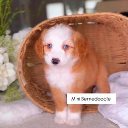 Porsche - Red female Bernedoodle puppy in West Jordan, Utah from Doodles Friend