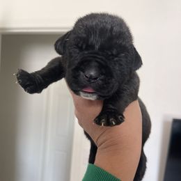 Light Blue - Black male Boerboel puppy in Fontana, California from Sterling Built Boerboels