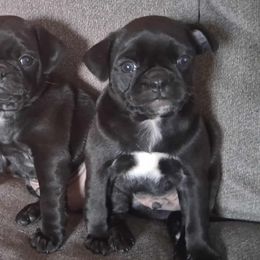 Dachshunds, French Bulldogs, Pugs, and Rottweilers from Rott'N'Frenchies