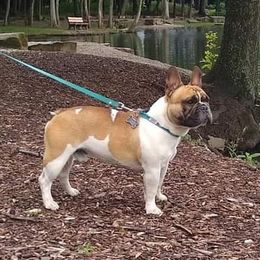 Murphy - French Bulldog