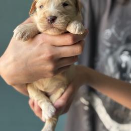 Vanilla bean - Cream female Whoodle puppy in Gladewater, Texas from Kalin’s K9s