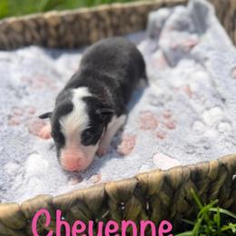 Cheyenne - Black and white female Border Collie puppy in Owenton, Kentucky from Three16 Ranch