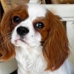 Princess - Cavalier King Charles Spaniel