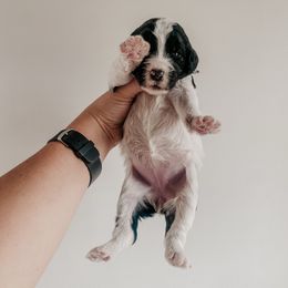 Minnie - Black and white female Sheepadoodle puppy in Wabash, Indiana from DOODCompany