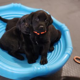 Labrador Retriever Puppies from Steele Caliber Retrievers