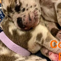 Great Danes from High Point Mountain Danes