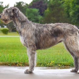 Livy - Irish Wolfhound