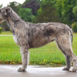 Livy - Irish Wolfhound