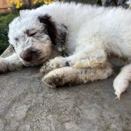 Aussiedoodle, Australian Shepherd, and Poodle Puppies from Love my doodles/ Aussiedoodle love