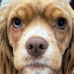 Cocker Spaniels from Lucky Doodle Creations