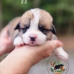Flapjack - Red male Pembroke Welsh Corgi puppy in Cameron, North Carolina from Butts Family Corgis
