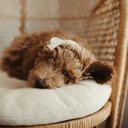 Goldendoodle Puppies from Doodle Paws Az