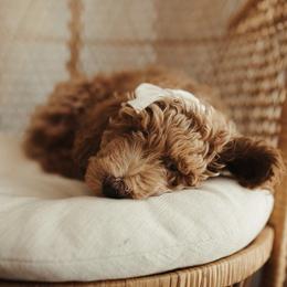 Goldendoodle Puppies from Doodle Paws Az
