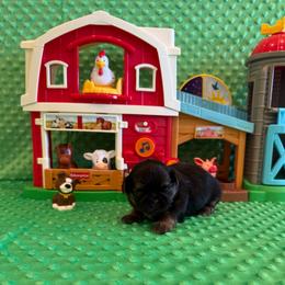 Oakley - Black and tan male Shih Tzu puppy in Success, Missouri from Sweet Success