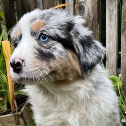 Nova - Blue merle Australian Shepherd puppy in Yelm, Washington from Country Rose Australian Shepherds