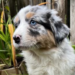 Nova - Blue merle Australian Shepherd puppy in Yelm, Washington from Country Rose Australian Shepherds