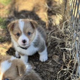 Budro - Sable male Pembroke Welsh Corgi puppy in Millsap, Texas from Punchy Pembroke Ranch