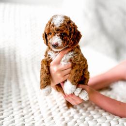 Atlas - Red  male Goldendoodle puppy in Springville, Utah from Happy Doodle