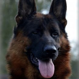 Kros - German Shepherd