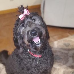 Scarlett - Labradoodle