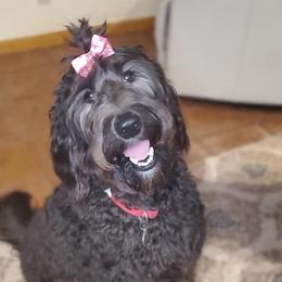 Scarlett - Labradoodle