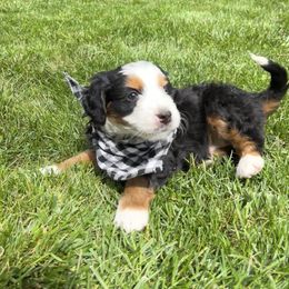 Cookie - Tri-color female Bernedoodle puppy in Erie, Colorado from Hampton Bernese Mountain Dogs