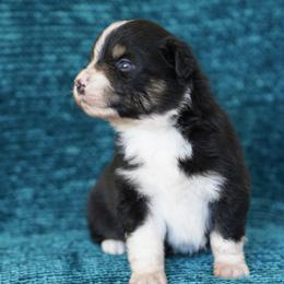 Loki - Black tri male Miniature American Shepherd puppy in Kamuela On The Big Island, Hawaii from Royal Hawaiian Aussies LLC