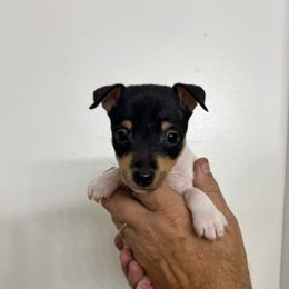 Ginny Pup 2-A - White black and tan male Toy Fox Terrier puppy in Clermont, Florida from Debbie Hiles's Toy Fox Terriers