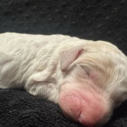 Puppy 1 - Parti male Poodle puppy in Bremen, Georgia from Kelley’s Poodle Patch