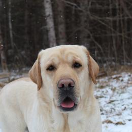 CHIC Odin - Yellow male Labrador Retriever puppy in Tomahawk, Wisconsin from Mahner Labs