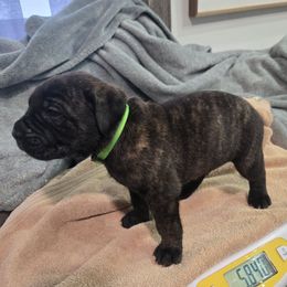 Boy 2 - male Cane Corso puppy in Beaver Crossing, Nebraska from Blue River Cane Corso