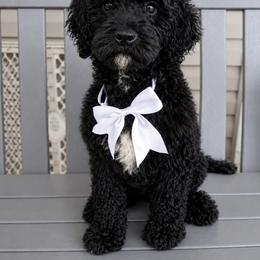 Scholar - Black male Goldendoodle puppy in Camden, North Carolina from Oopsie Doodles of NC