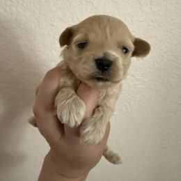 Girl 2 - Cafe au lait female Maltipoo puppy in California from Yorkie & Maltese Royalty