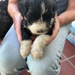 Handsome Hank - Black and white male Portuguese Water Dog puppy in Sonoma, California from Chien D’Eau Portuguese Water Dogs