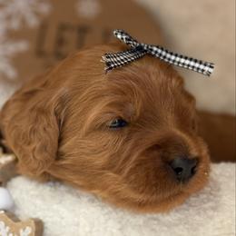 Tiana - Red  female Goldendoodle puppy in Boise, Idaho from Goldendoodle Baby
