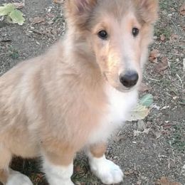 Collies from Lovely Heart Collies