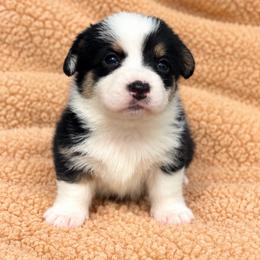 Dolly - Black and white female Cardigan Welsh Corgi puppy in Kerens, West Virginia from Leather & Lace