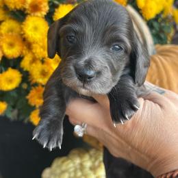 Black girl two - Black female Dachshund puppy in Payette, Idaho from NT Mini Doxies
