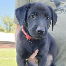 Labrador Retrievers from Prairie Performance Labs
