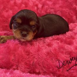 Dewey - Tri-color male Cavalier King Charles Spaniel puppy in Cerro Gordo, North Carolina from Cloverleaf K9 Connections