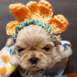 Shih Tzus from Lotte-Lou's Shih-Tzus