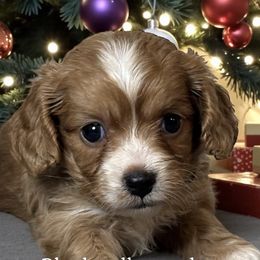 Jackson - Apricot male Cavapoo puppy in Oklahoma from Rocky Oak Cavaliers & Biewer Terriers LLC
