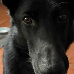 German Shepherds from Riverfarm K-9s