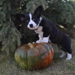 Cardigan Welsh Corgi Puppies from Rowe Family