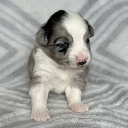 Miniature Australian Shepherd and Toy Australian Shepherd Puppies from Cherry Grove Kennel