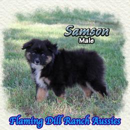 Samson - Black tri male Miniature Australian Shepherd puppy in Forestburg, Texas from Flaming Dill Ranch Aussies