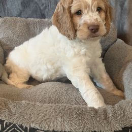 Cockapoo and Mastiff Puppies from MuddyBootsDoodles