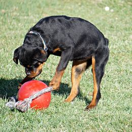 Rottweiler and Shetland Sheepdog Puppies from Mountain High Kennels