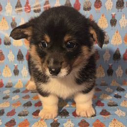 Pink Female - Black and tan female Pembroke Welsh Corgi puppy in Madera, California from RRR Corgis