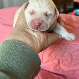 Milky Way- white female - Yellow female Labrador Retriever puppy in Isanti, Minnesota from Four Corners Family Labs